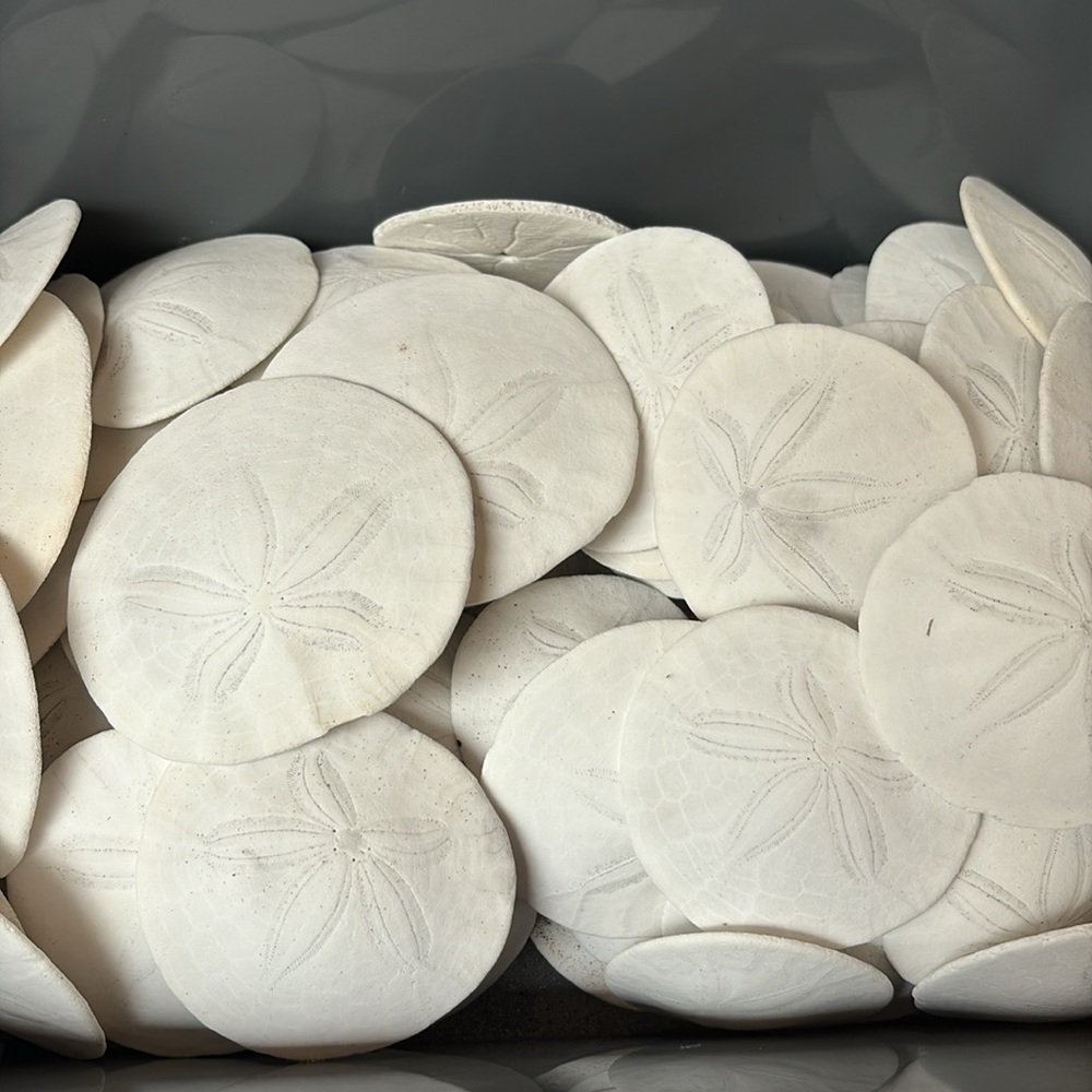 12 Real sand dollars - Picture 2 of 8